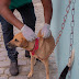 Mais de 11.600 cães e gatos estão vacinados contra a raiva em Serrinha