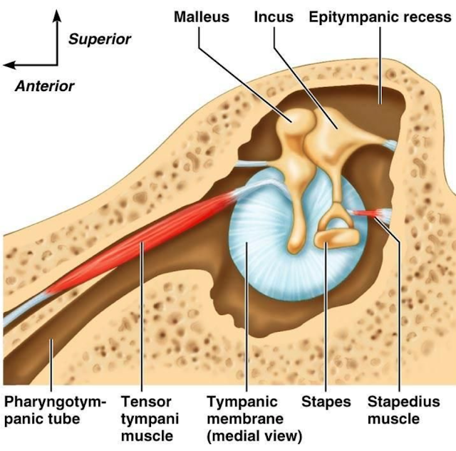 Head and Neck Anatomy Ear Ossicles & Muscles of Middle ear