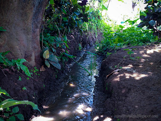 Beautiful View Rice Field Irrigation Water Flow Between Leaves And Stem Of The Plants At Ringdikit Village, North Bali, Indonesia