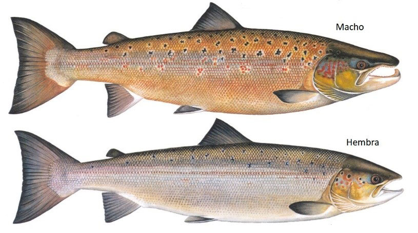 Salmonenchile: l proceso de producción de salmones