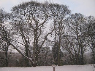 A snowy Armstrong Park Shoe Tree