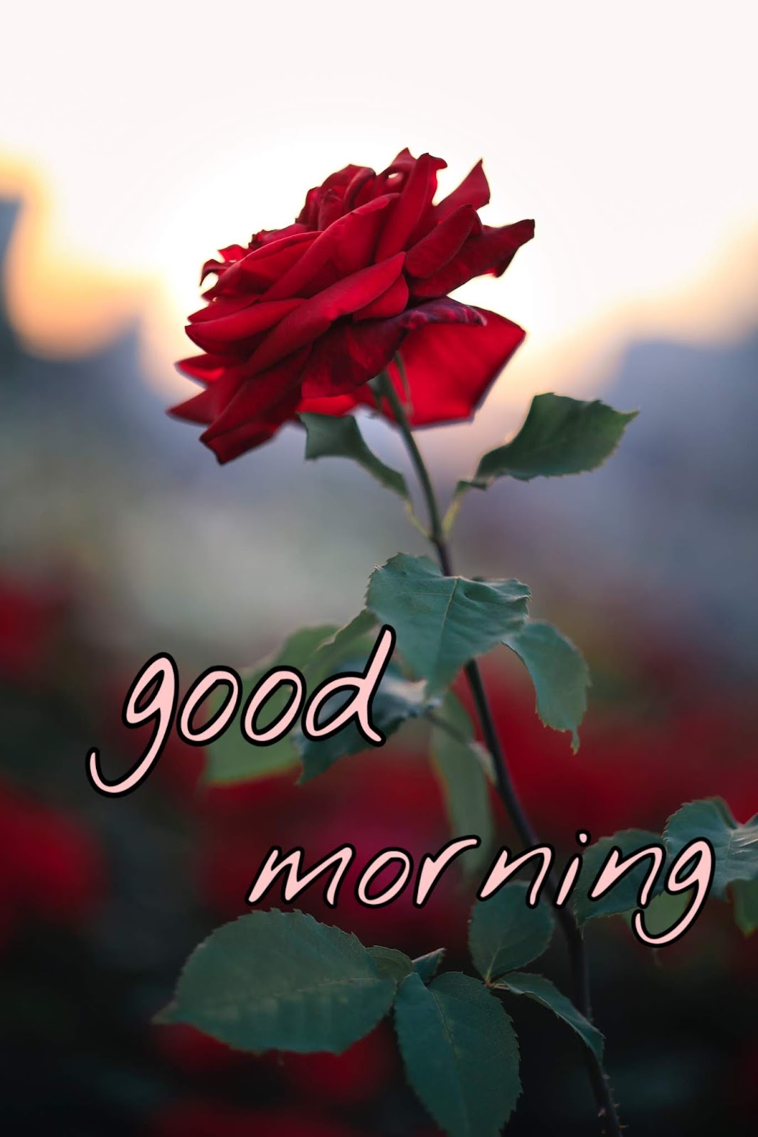 Beautiful red rose good morning Images