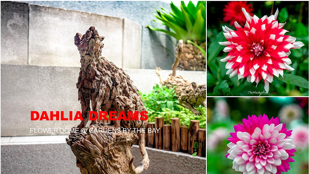 Dahlia Dreams @ Gardens By the Bay 2020