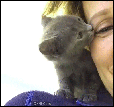Cute Kitten GIF • Adorable blue kitty on Mom's shoulder gently kissing her face. Cutie ♥ Kisses [ok-cats-site.com]