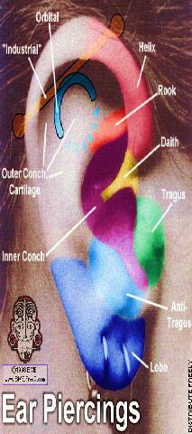 Ear Piercing Diagram ear piercing diagram 