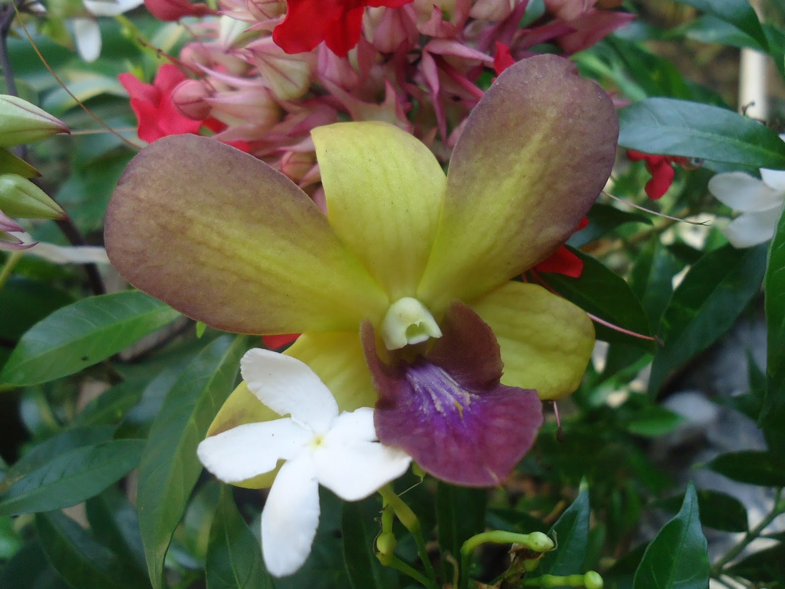  Bunga  Anggrek  Dendrobium Kuning  Coklat Tersenyum Rumah 