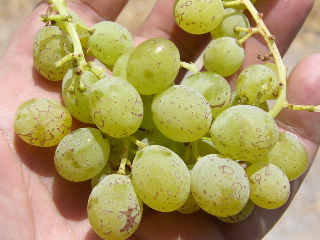 Brown Grapes
