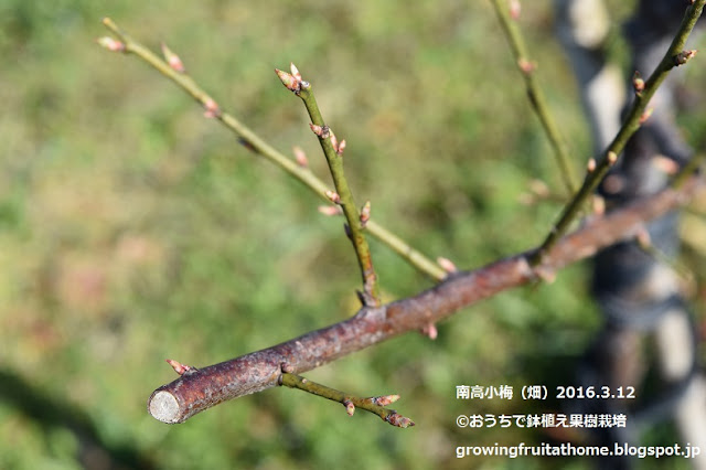 春の実梅の様子