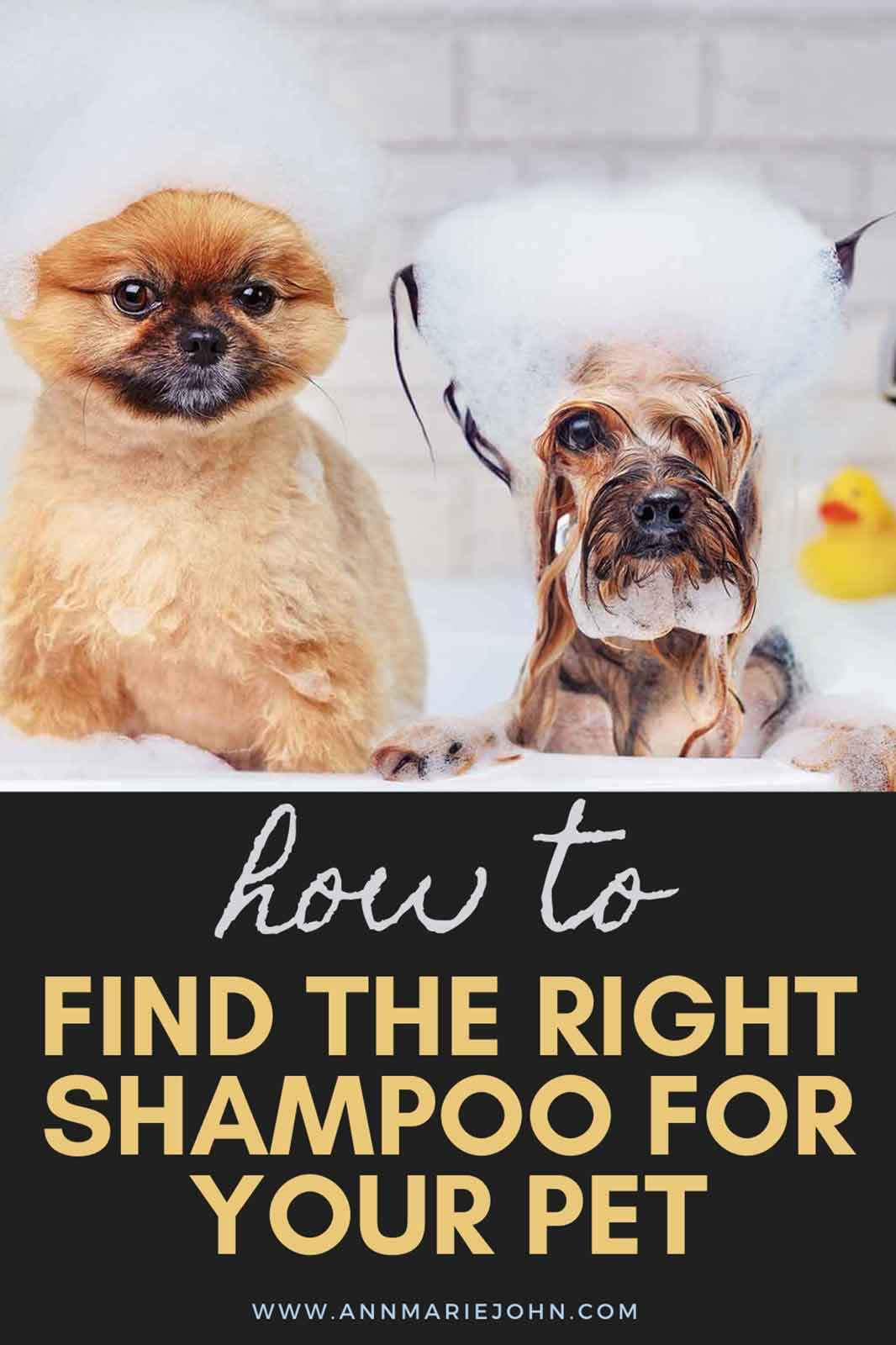 How To Find The Right Shampoo For Your Pet How To Find The Right Shampoo For Your Pet