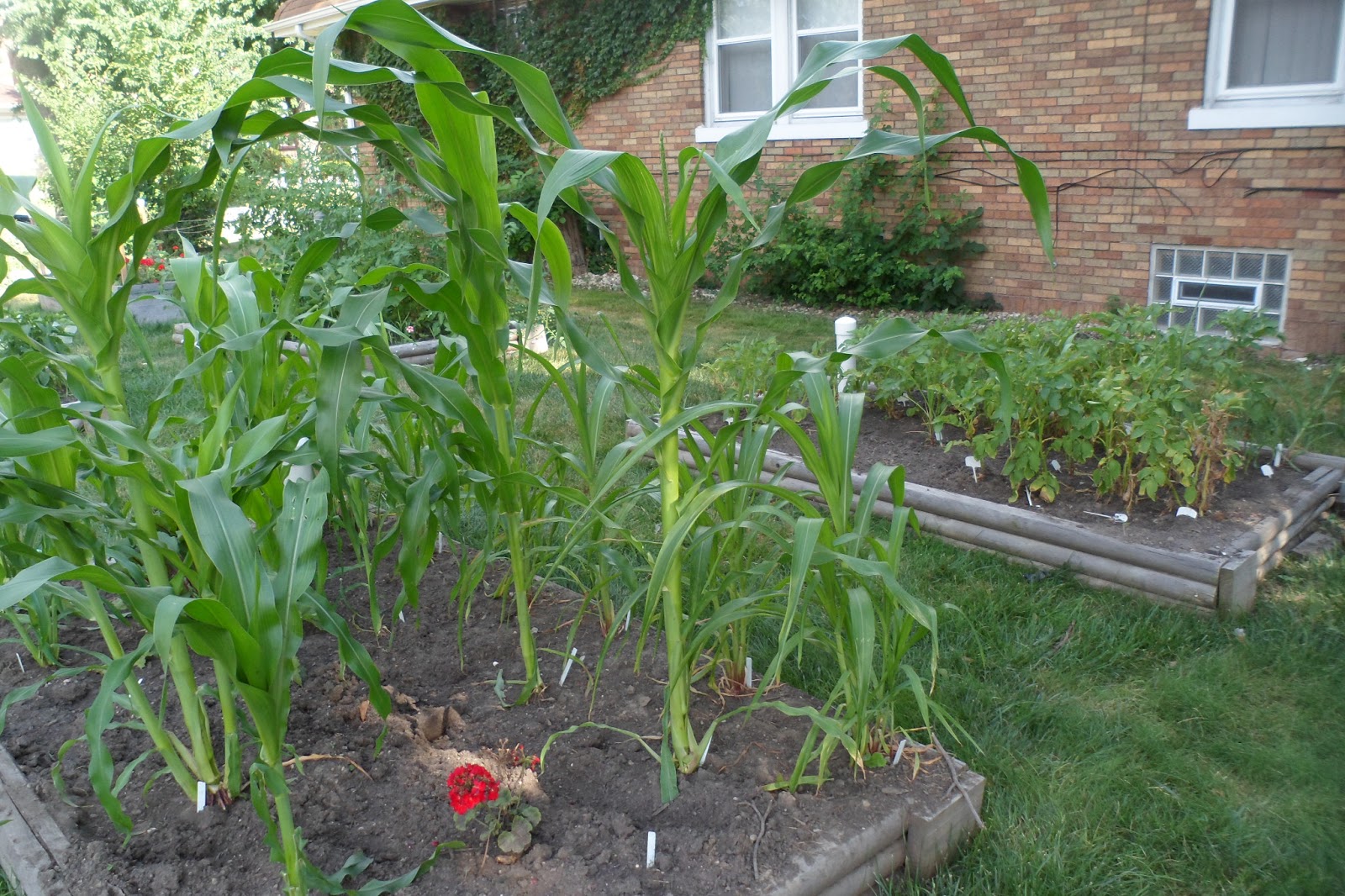 The Perennial Agriculturalist sweet corn in the garden