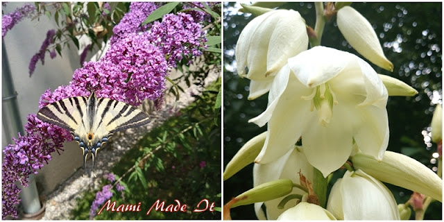 Blüte und Falter - Blossom and Butterfly