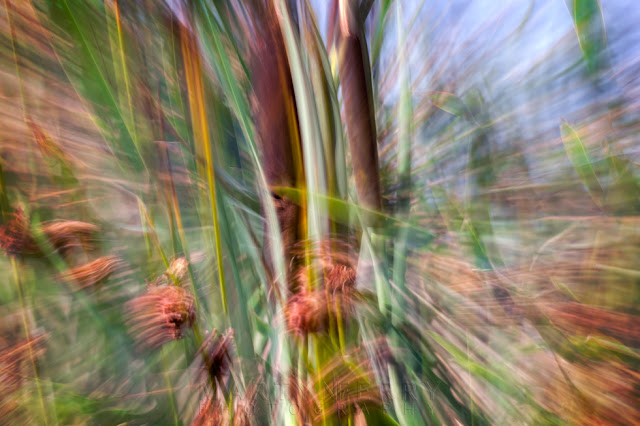 Long exposure and zoom blur of reeds in motion