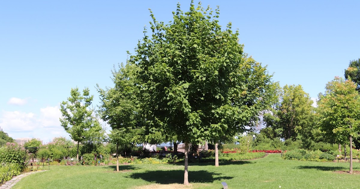 Memorials in Ottawa: Candian Maple Tree Maple Tree