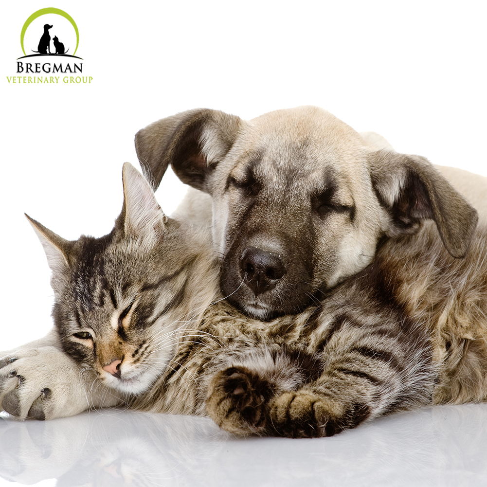 How to Spot Depression in Cats and Dogs Bregman Vet Group