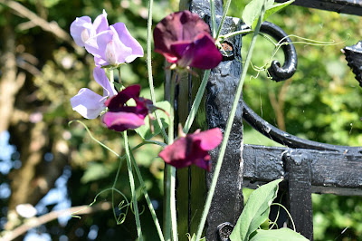 sweet pea flowering plant growing on wrought iron