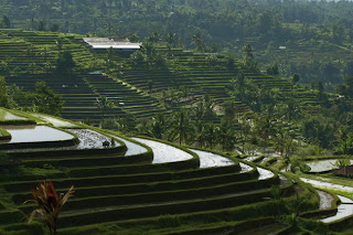 Panorama Alam, sawah di jatiluwih