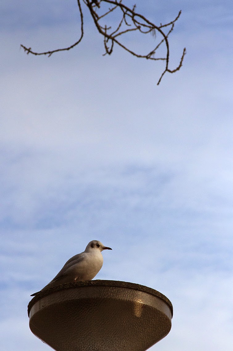 seagull on a lamppost