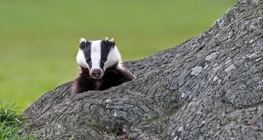 Барсук фото картинки смешные