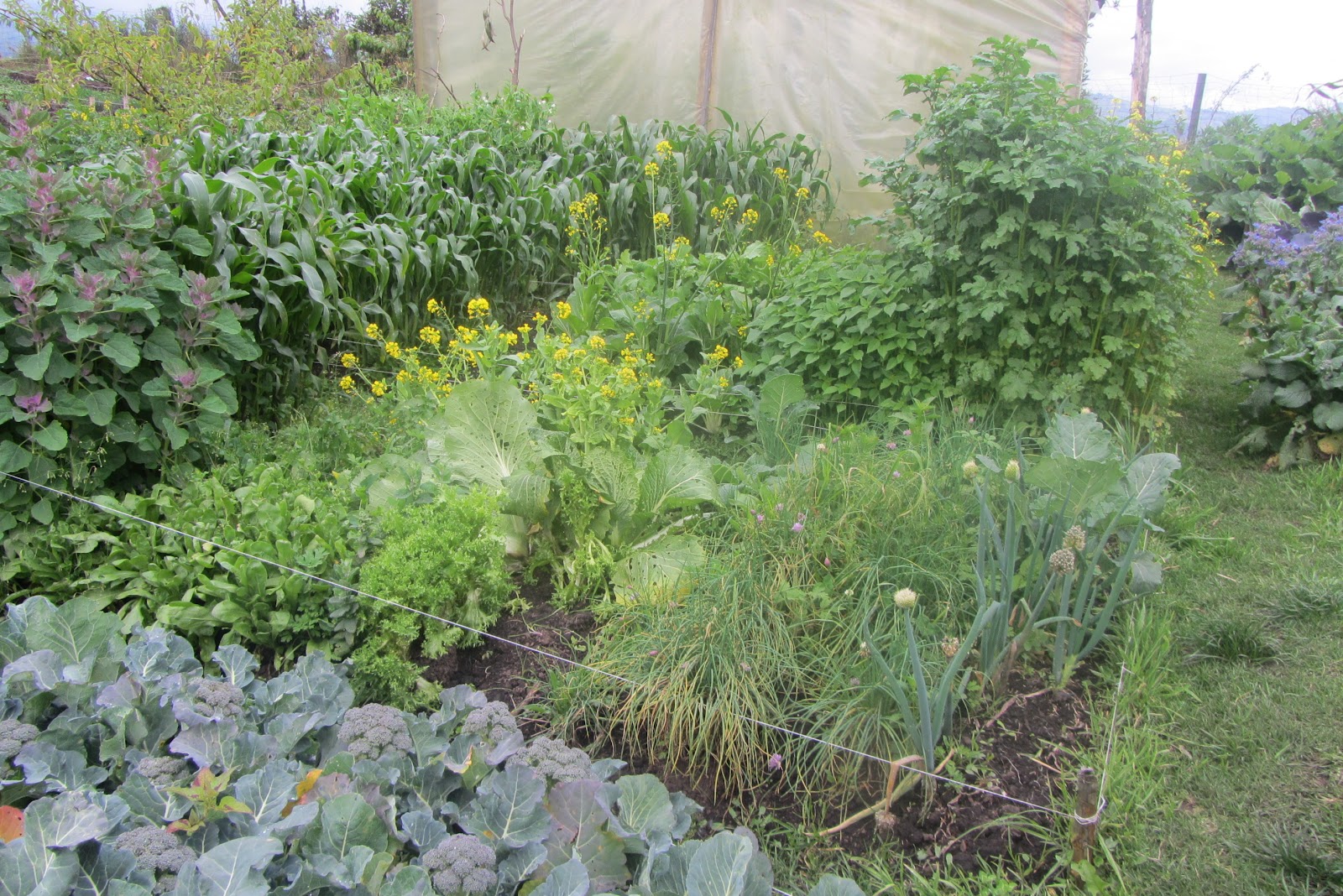 Hortelanodetabio: Avance en la huerta Abril 2012