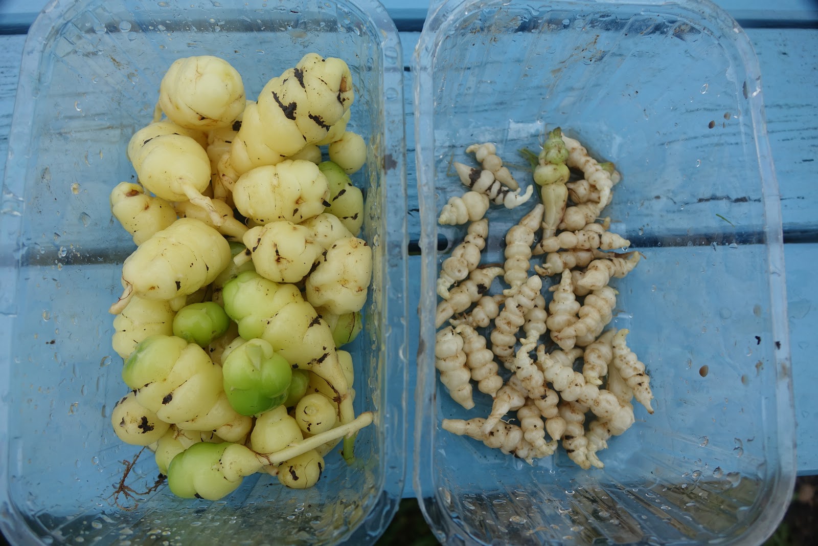 My Wildlife Allotment: Oca and Chinese artichoke: Two interesting root