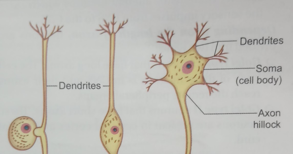 Neurons : Classification of neurons, Structure of neurons, Nerves
