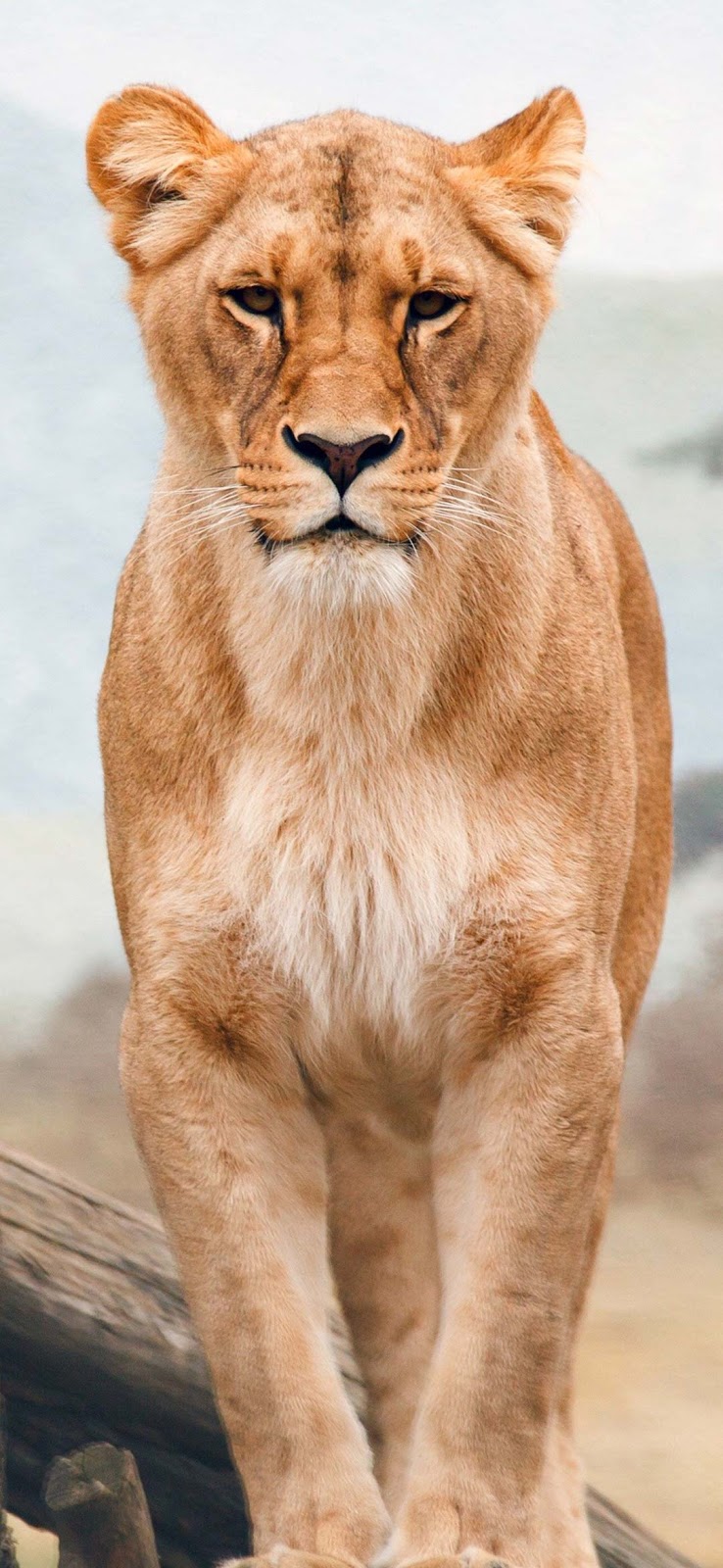 african-lion-wallpaper