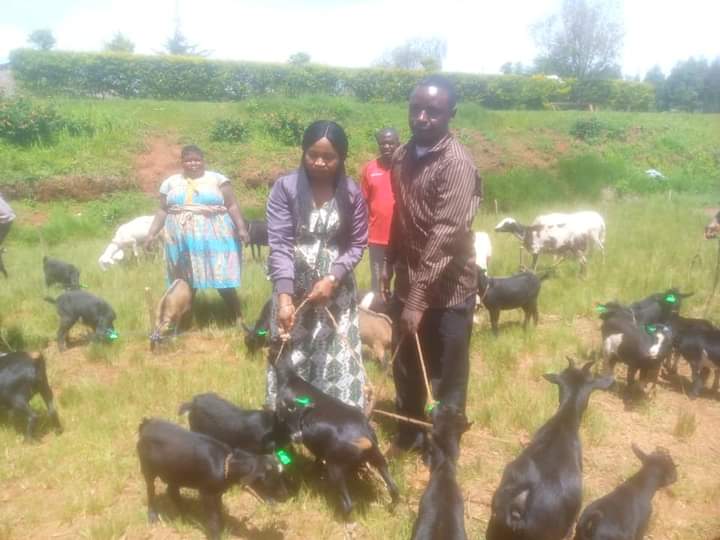 The Eye Newspaper: Donga Mantung: LIFIDEP to Distribute Sheep/Goats to  Farmers