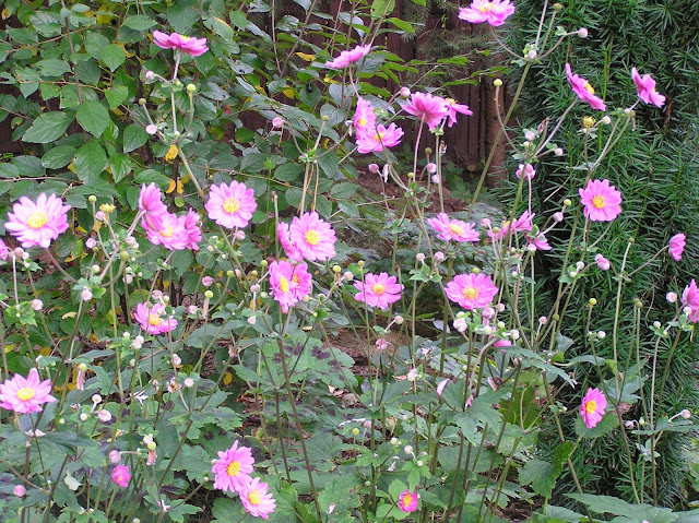 zawilce japońskie anemone hupehensis