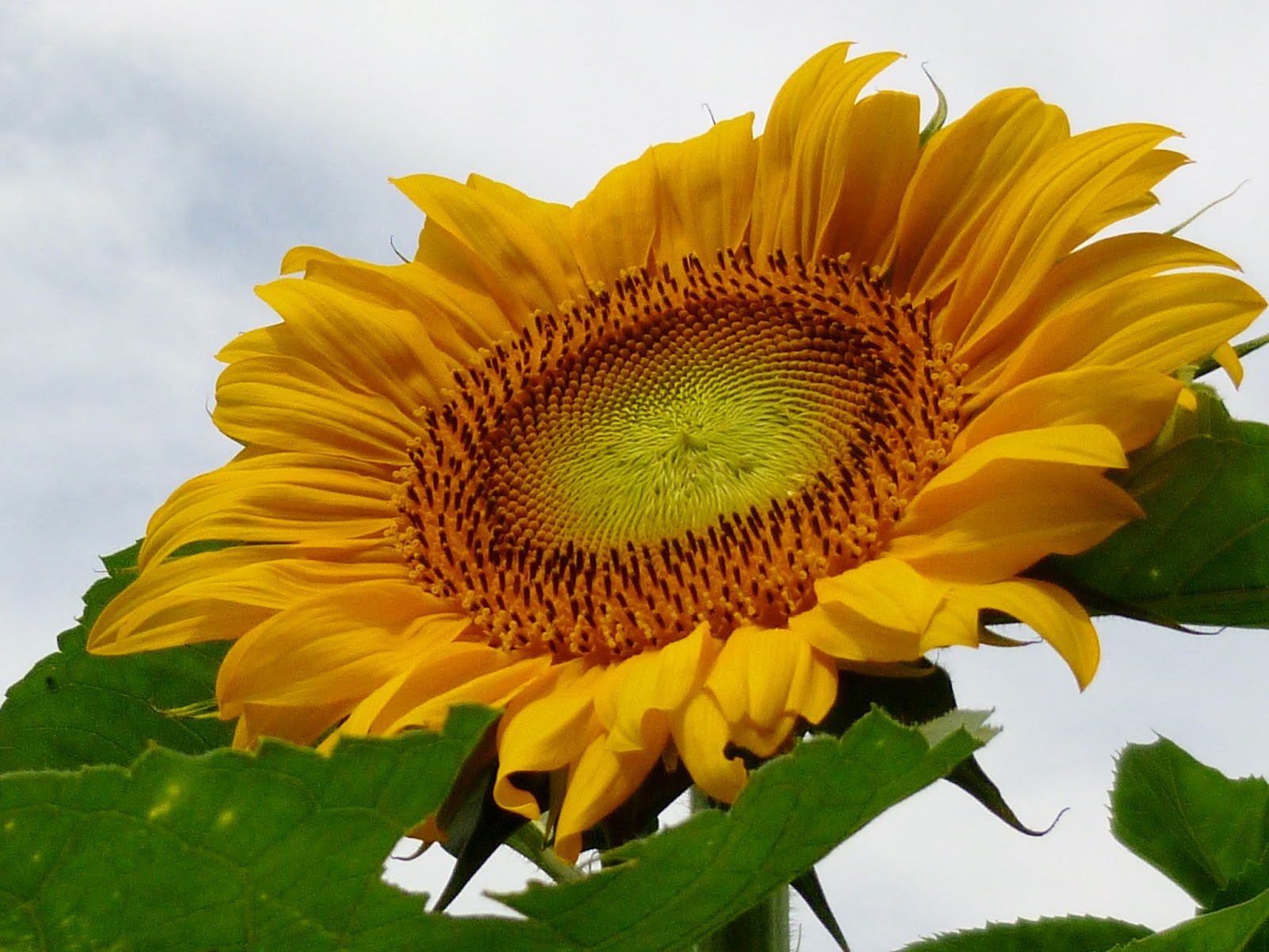 Sunflowers Blooming July 2015