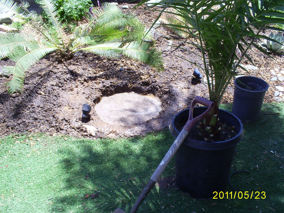 Brad's Tropical Paradise How to plant a palm tree in Arizona digging