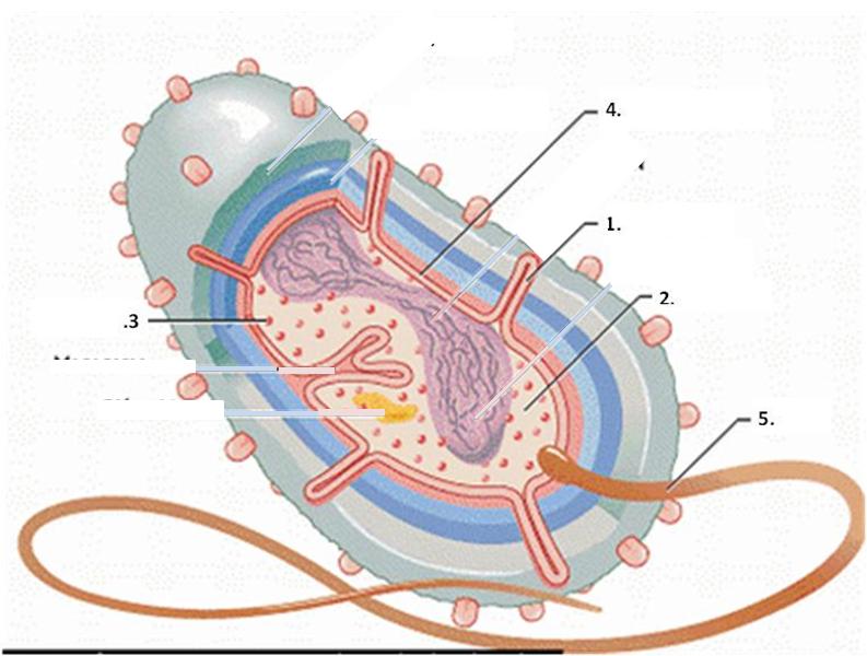 Mozainulasan Contoh Rpp K13 Archaebacteria Dan Eubacteria