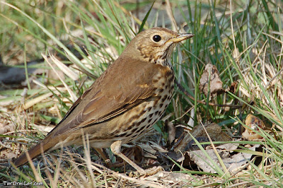 Tord (Turdus philomelos)