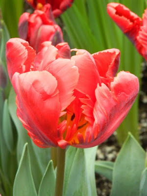 Rococo Red Parrot Tulip at Centennial Park Conservatory 2017 Spring Flower Show by garden muses-not another Toronto gardening blog
