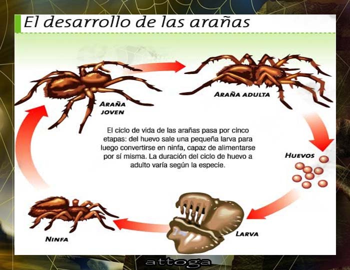 ARAÑAS ANATOMÍA Y CICLO DE VIDA ARAÑAS ANATOMÍA Y CICLO DE VIDA