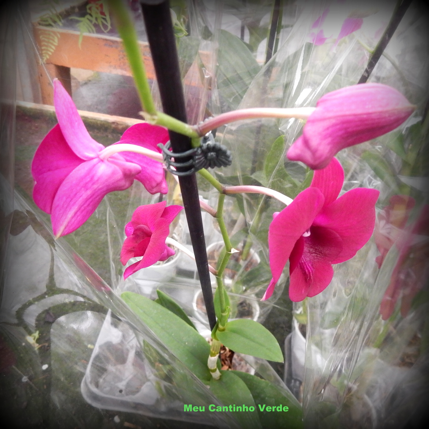 Meu Cantinho Verde: DENPHAL, DENDRÓBIO-FALENÓPSIS - ( Dendrobium hybrid )