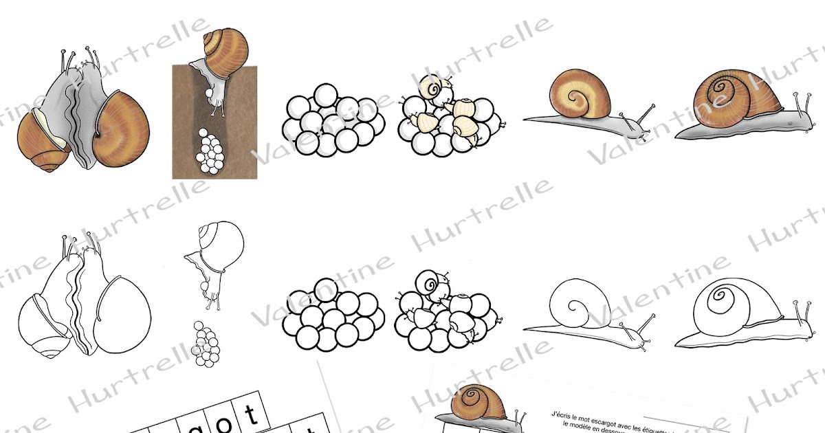Valentine Hurtrelle illustrations... Cycles de vie escargot et radis