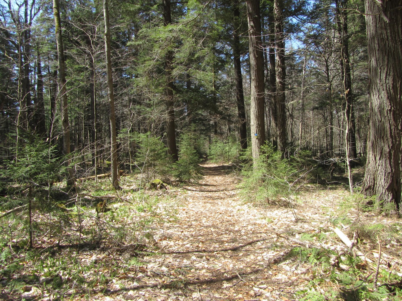 Tomcat's Outdoor Adventures Hiking the Floodwood Loop