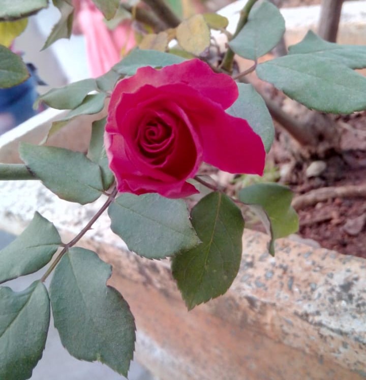 Natural Rose Flowers Rose Flowers in Garden Lovely Flowers www