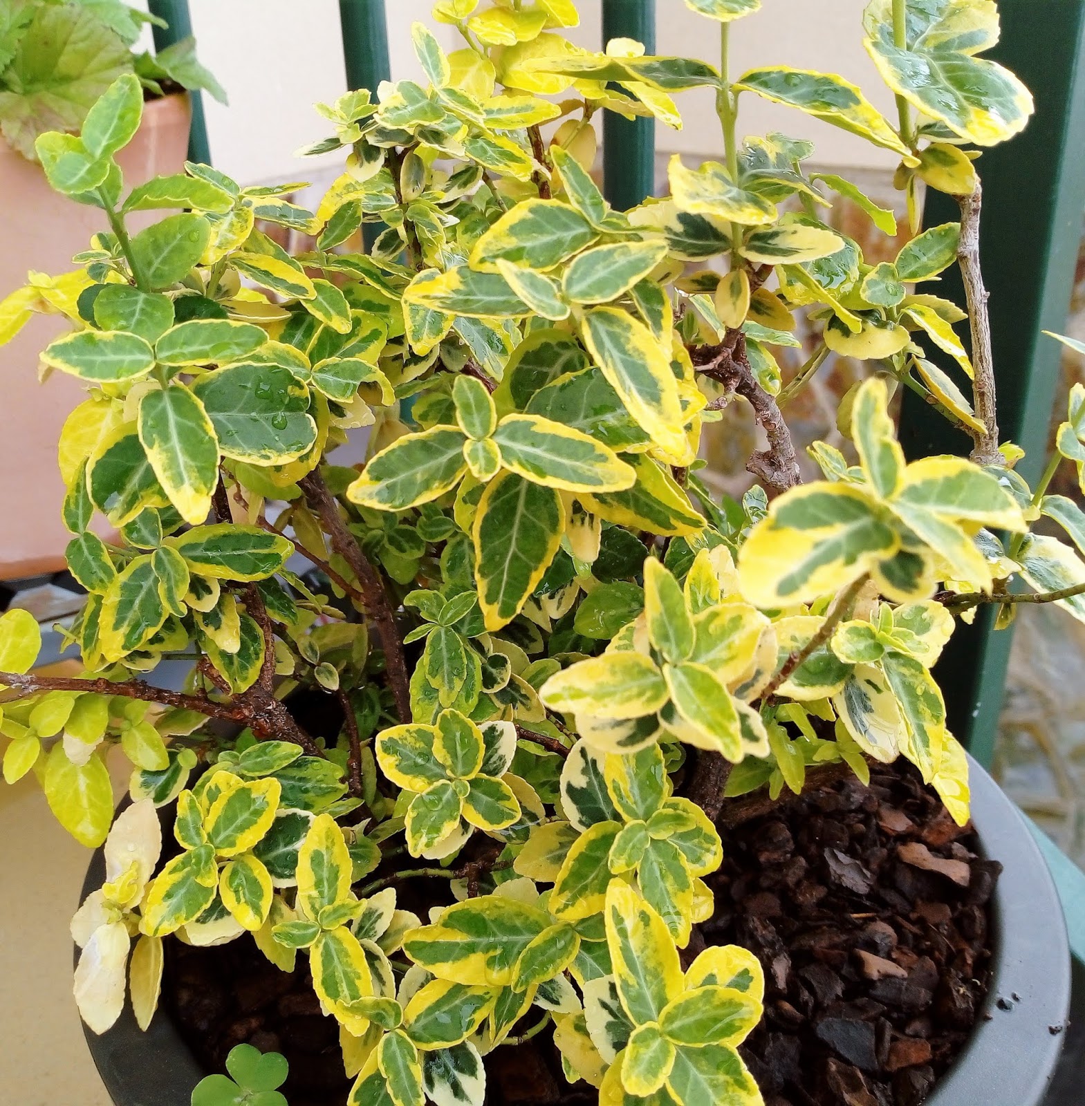 Biosfera vegetal. rastrero (Euonymus fortunei 'Emerald' n 'Gold'). Biosfera vegetal. rastrero (Euonymus fortunei 'Emerald' n 'Gold').