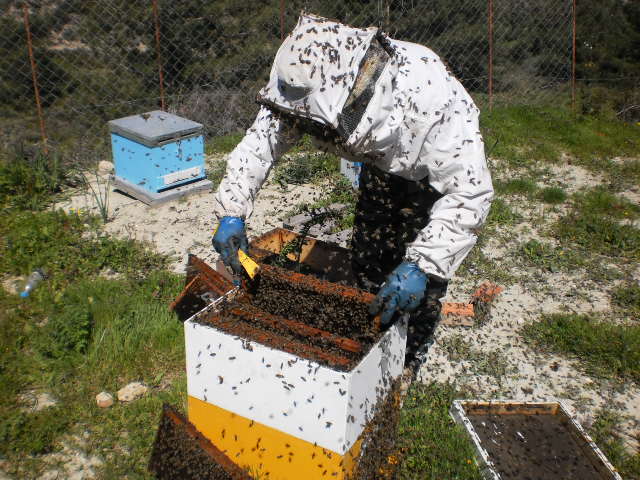 Η επιθεώρηση του μελισσιού και τα πιο σημαντικά λάθη που γίνονται 