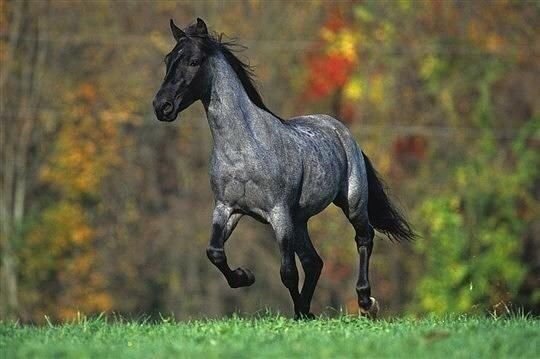 Moja&Pasja: Dereszowata