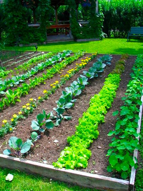 Planting A Beautiful Vegetable Garden, How To Start A Vegetable Garden At Home