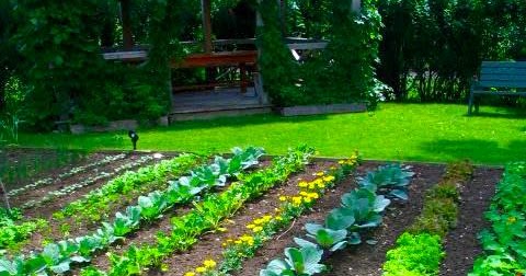 vegetable garden