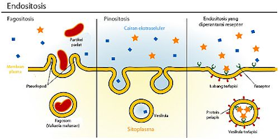 perbedaan endositosis dan pinositosis
