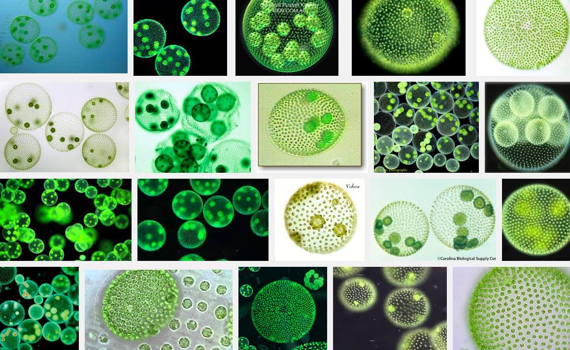 В каких биотехнологиях используют одноклеточные водоросли. Хлоропласты у вольвокса. Колониальные водоросли вольвокс многоклеточные. Колониальный вольвокс. Вольвокс колониальный организм.
