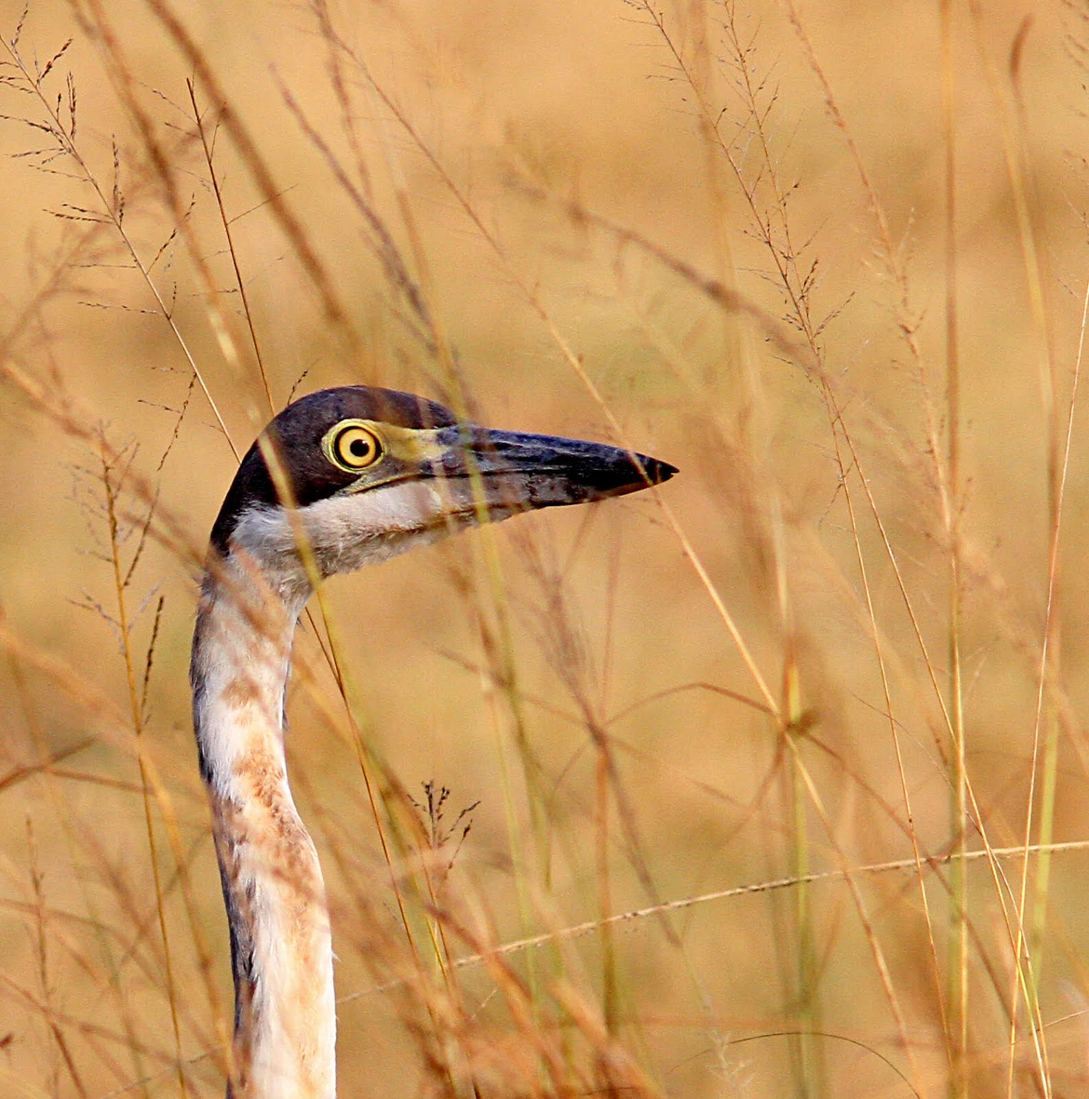 Black-headed Heron