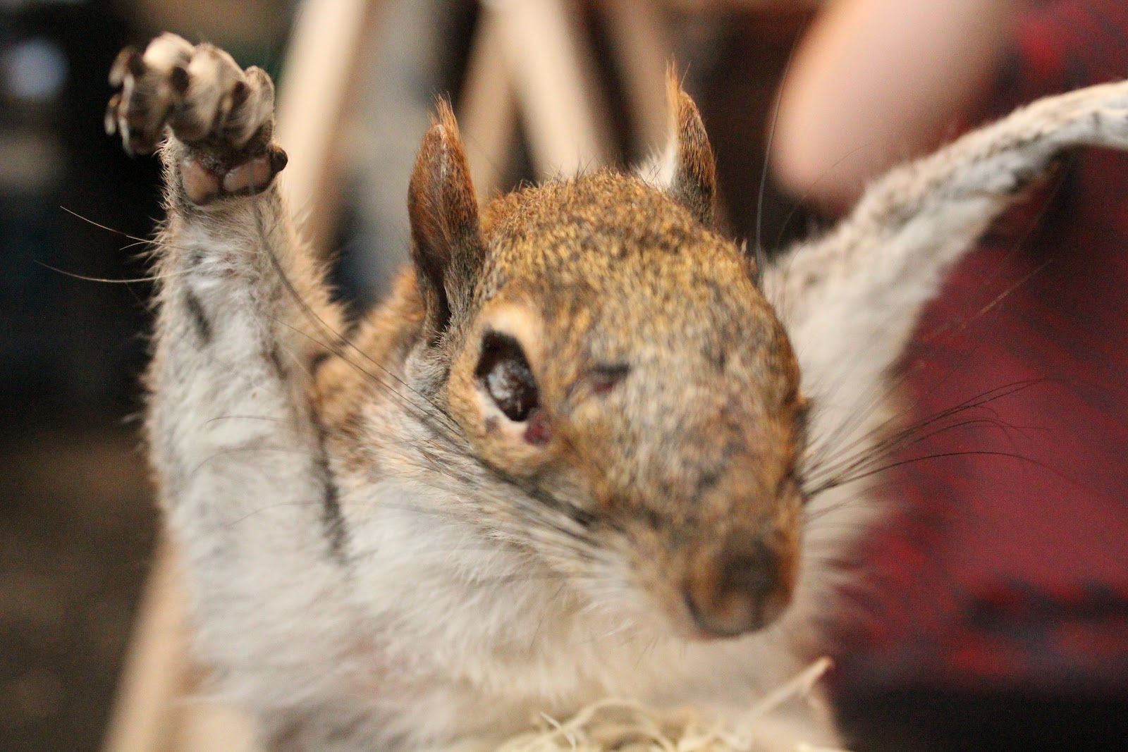 Replica Memories Squirrel Taxidermy