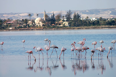 Risultati immagini per larnaca