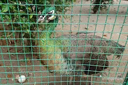 merak hijau kebun binatang ragunan jakarta
