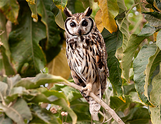 Bellas Aves de El Salvador: Pseudoscops clamator (búho rayado o gritón ...